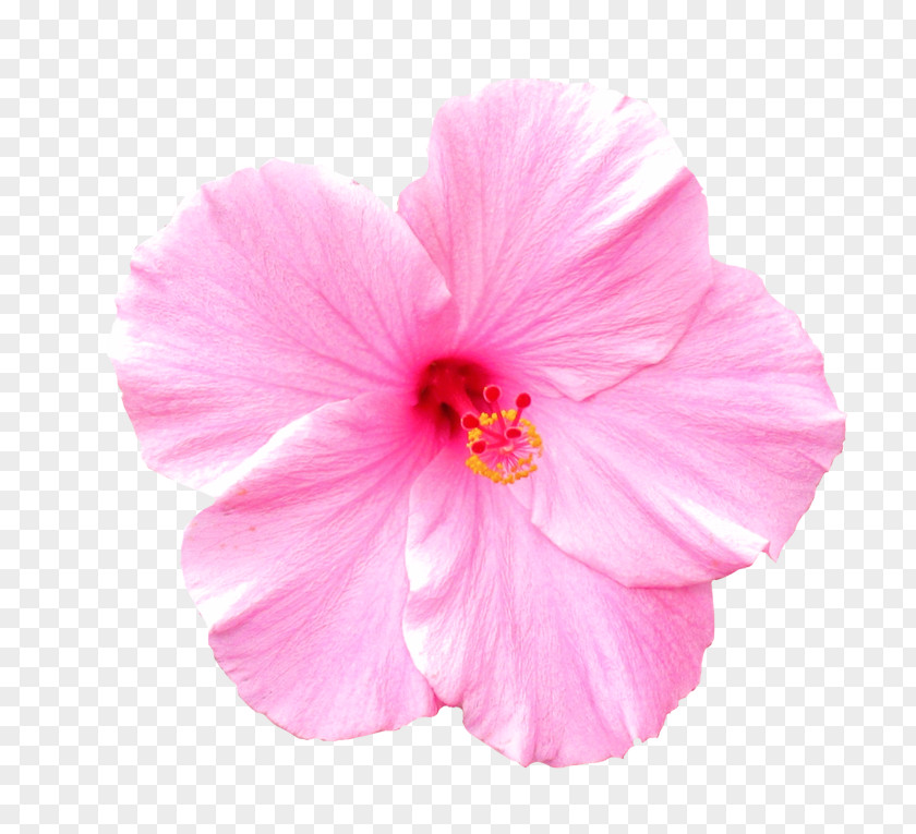 Mallow Family Chinese Hibiscus Petal Pink Hawaiian Flower PNG