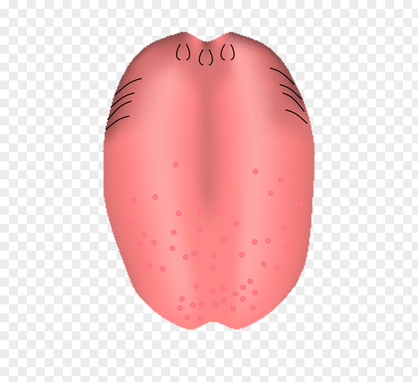 Papillae Of Tongue Human Mouth Tooth PNG