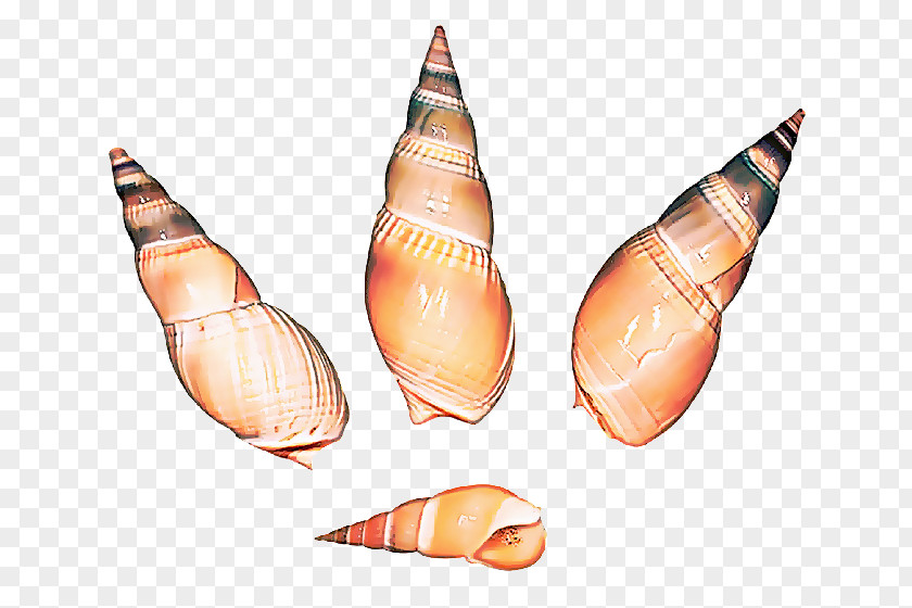 Sea Snail Peach Conch Shankha Pencil PNG