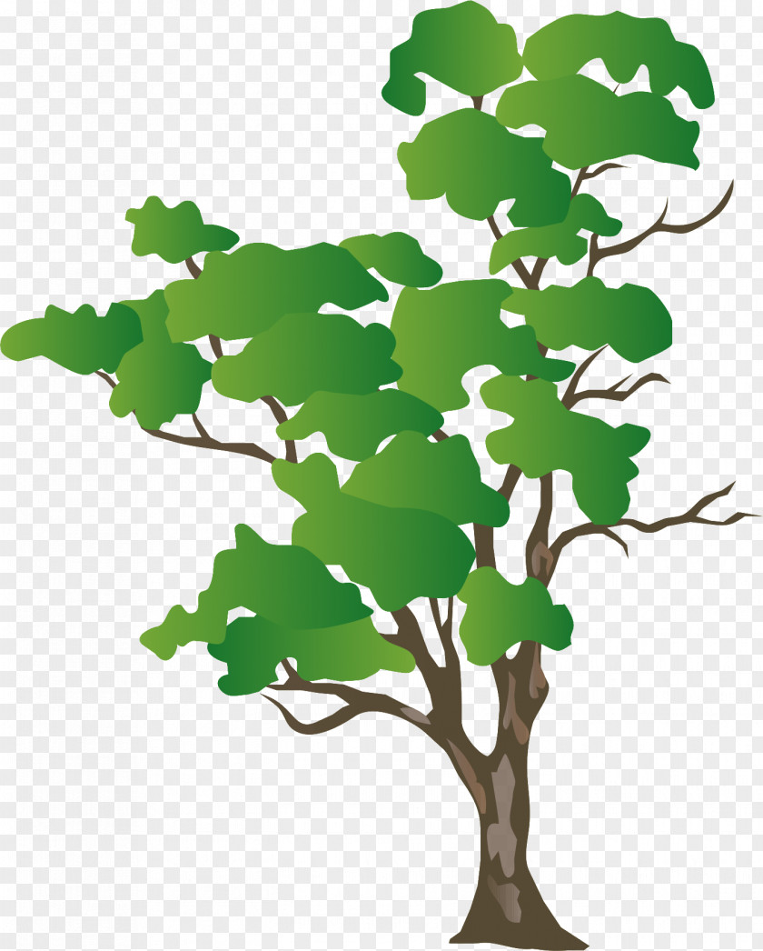 Tree Eucalyptus Camaldulensis Drawing Vector Graphics Image PNG
