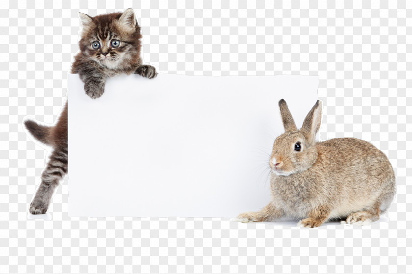 Watercolor Rabbit Domestic Cat Kitten Mini Lop PNG