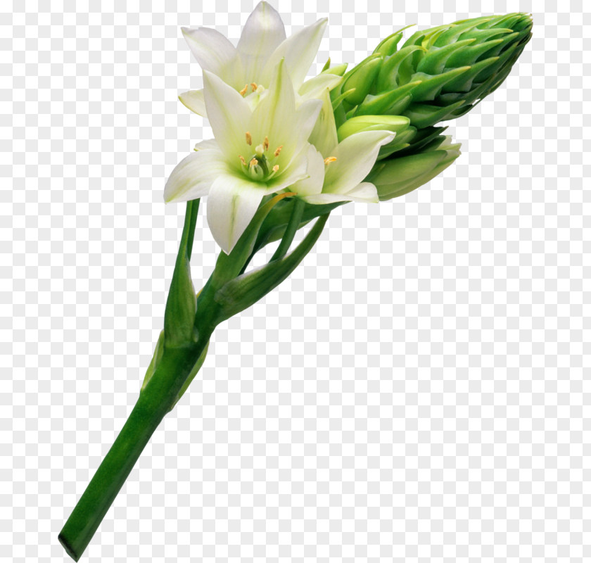 White Lily Chapters And Verses Of The Bible Gods Word Translation John 11 Prayer PNG