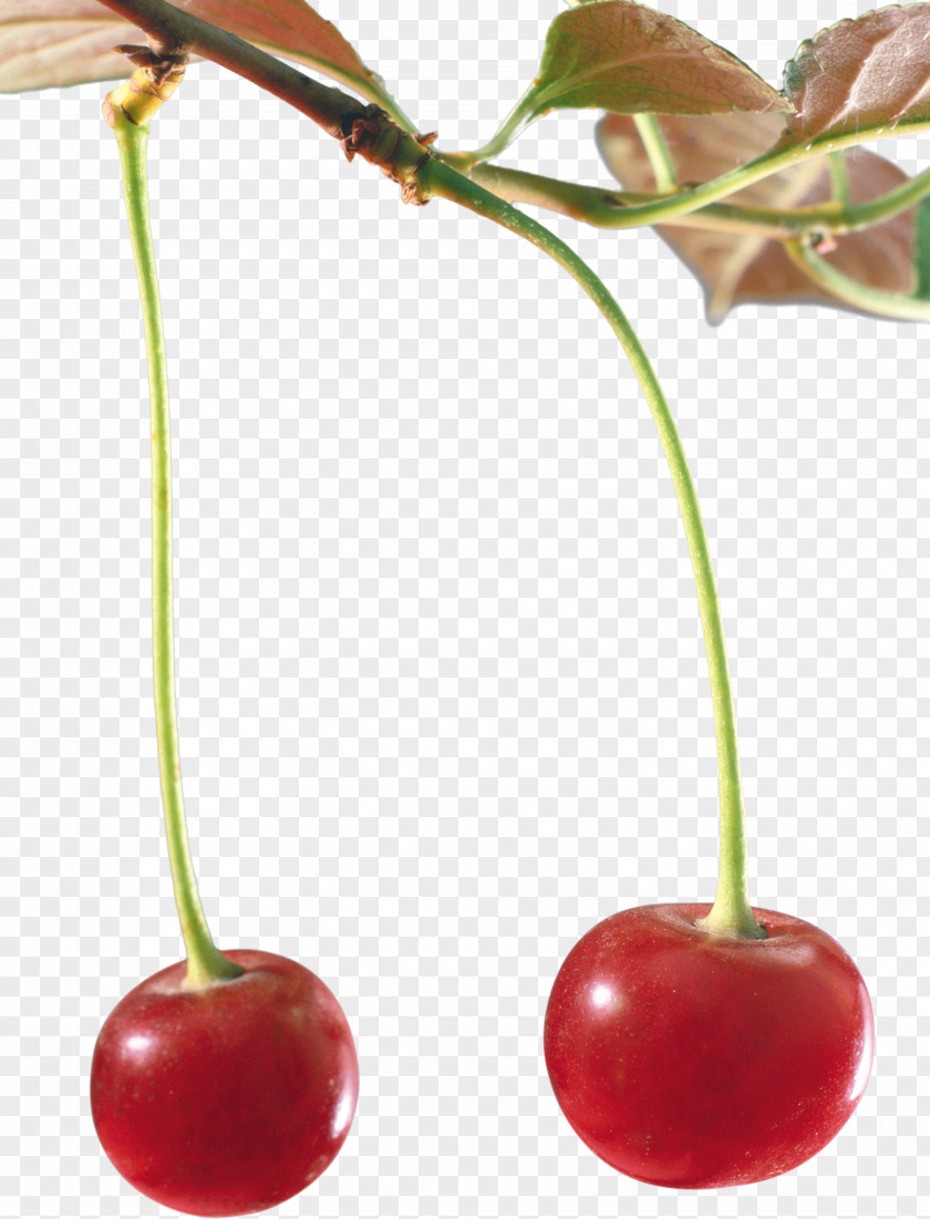 Mangosteen Cerasus Cherry Drawing PNG