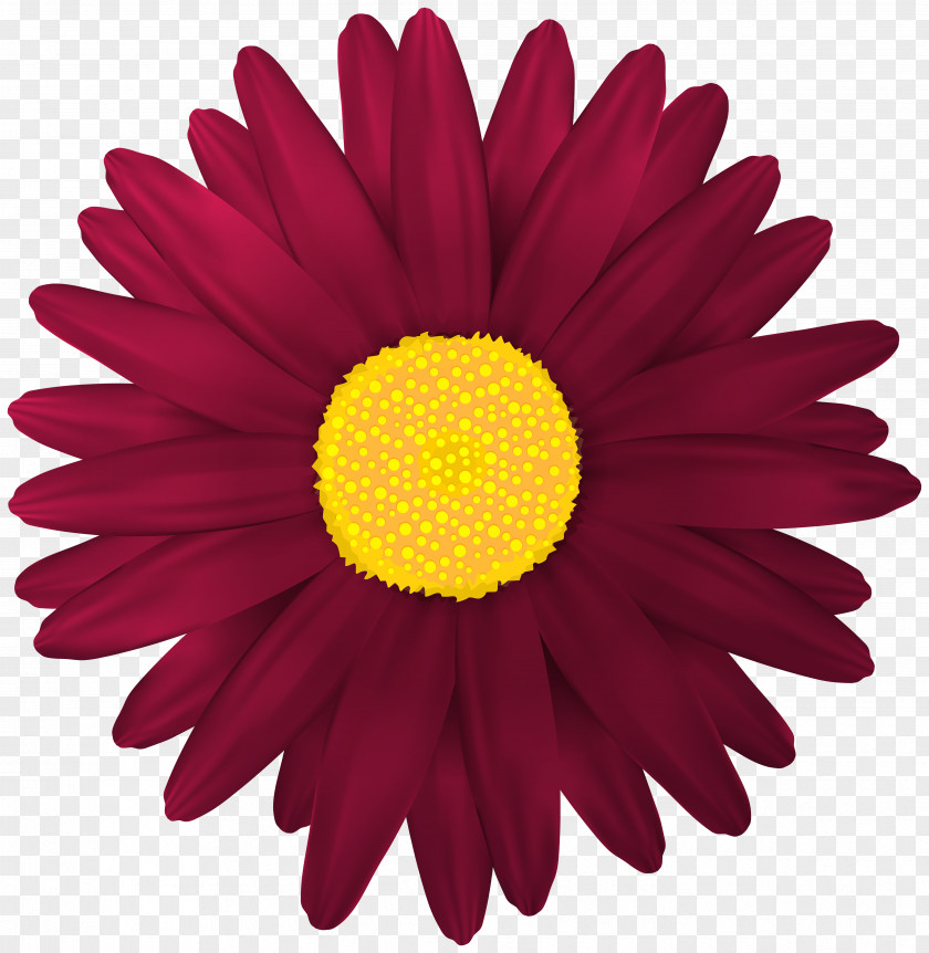 Red Flower Yellow Business Blue Color PNG