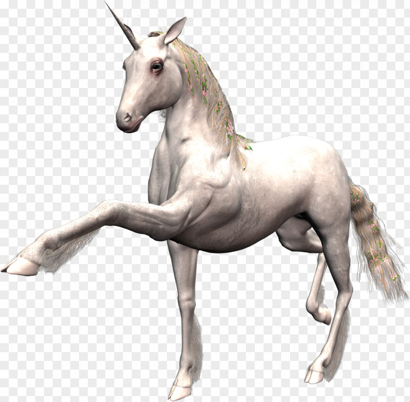 Unicorn Horse Animation Desktop Wallpaper PNG