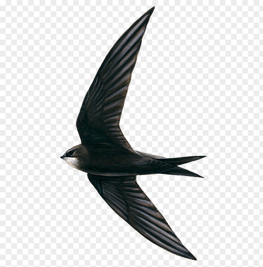 Bird Edible Bird's Nest Hirundininae Swifts Apodes PNG