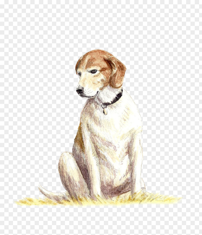 Dog Breed Saluki Companion Crossbreed PNG