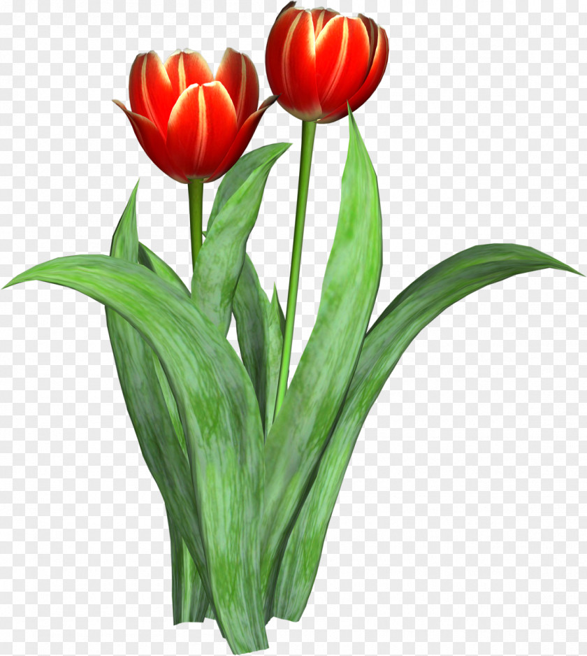 Tulip Cut Flowers Clip Art PNG