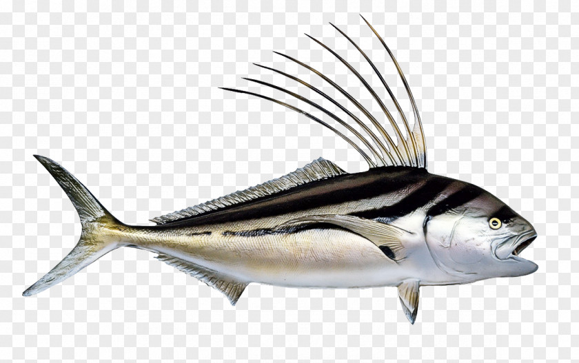 Fish Fin Albacore Marlin PNG