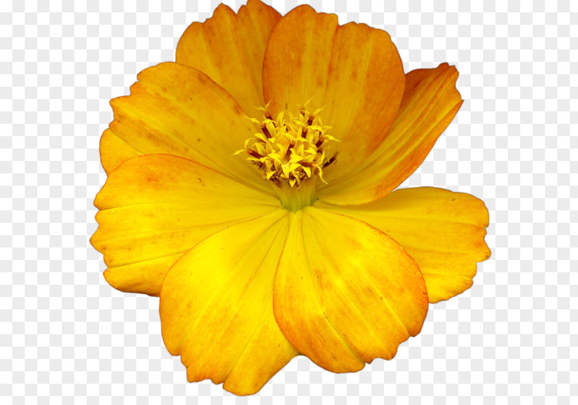Flower Yellow Dahlia Clip Art PNG