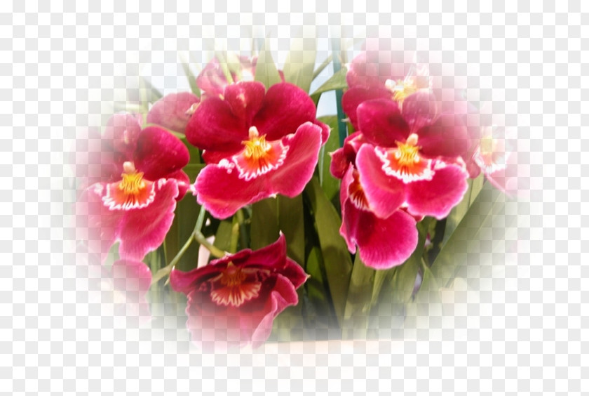 Orchidee Moth Orchids Pink M Herbaceous Plant PNG