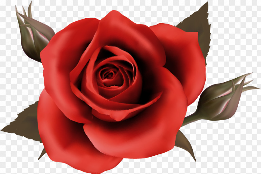Rose Desktop Wallpaper PNG