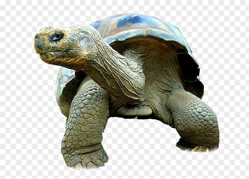 Turtle Galápagos Tortoise Reptile Giant Primate PNG