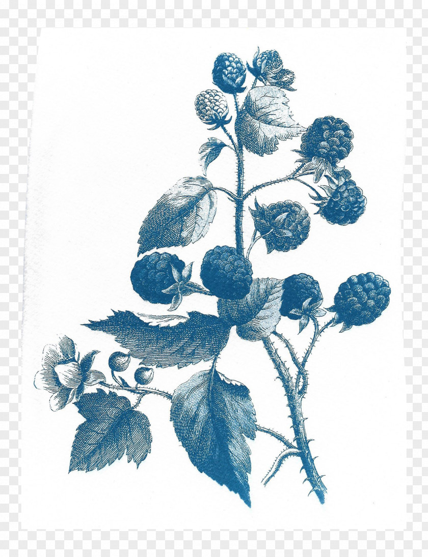 Watercolor Berries Before The First Kiss Cyanotype Drawing Paper PNG