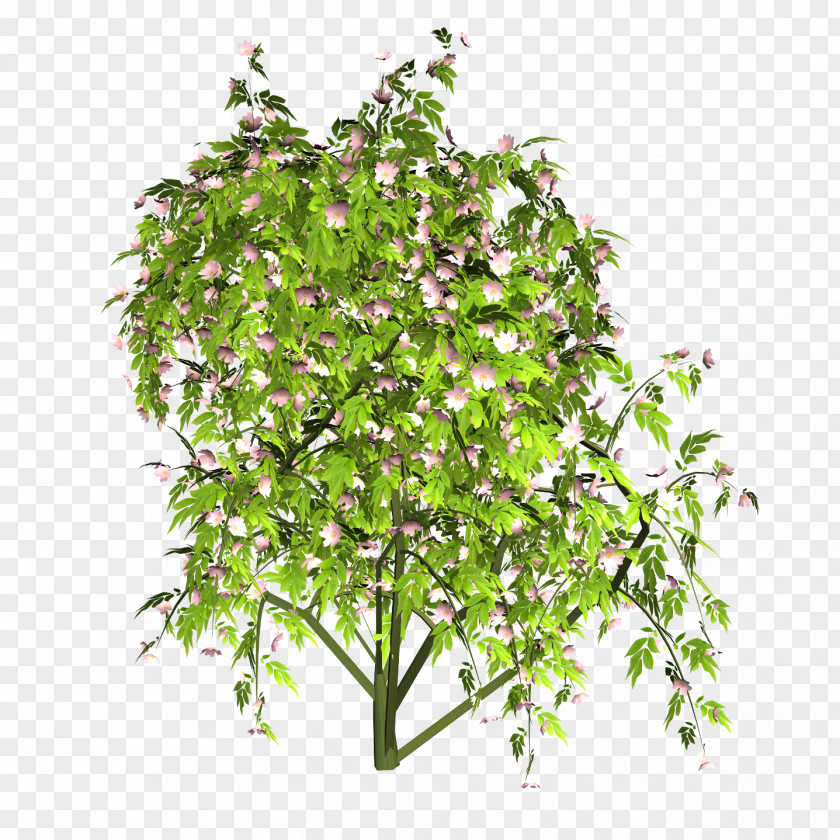 Wild Roses Flowerpot Herb Shrub Branching PNG