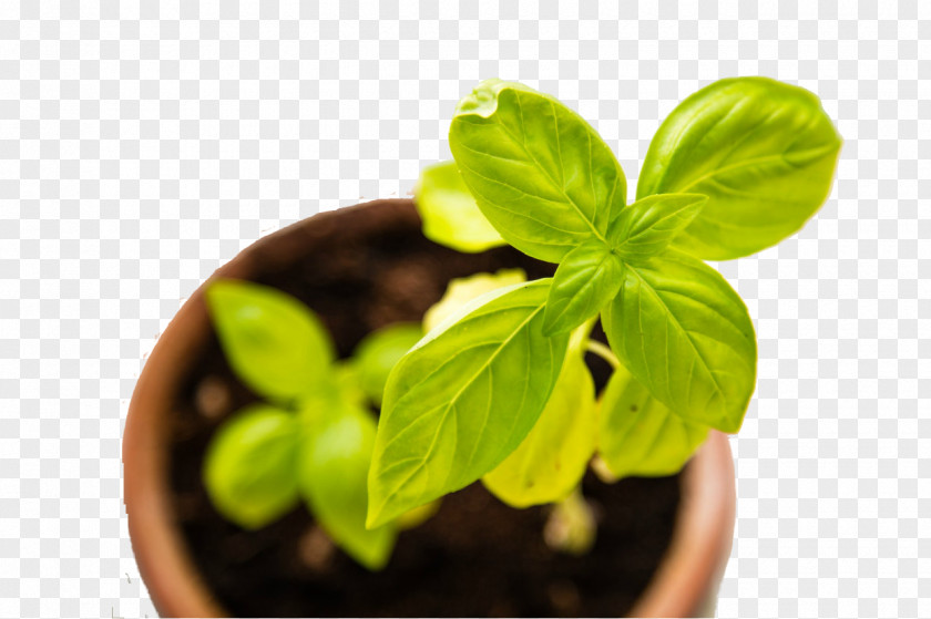 Business Marketing Horticulture Gardening Herb PNG