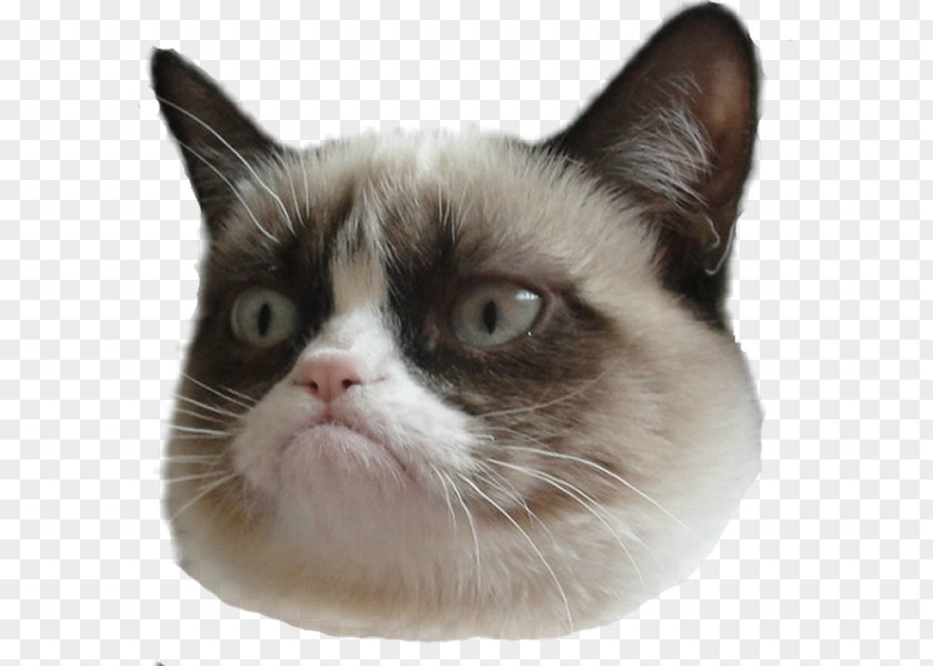 Cat Snowshoe Grumpy Cat: A Book Kitten Pet PNG