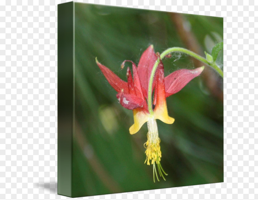 Columbine Red Amaryllis Jersey Lily Belladonna Wildflower PNG
