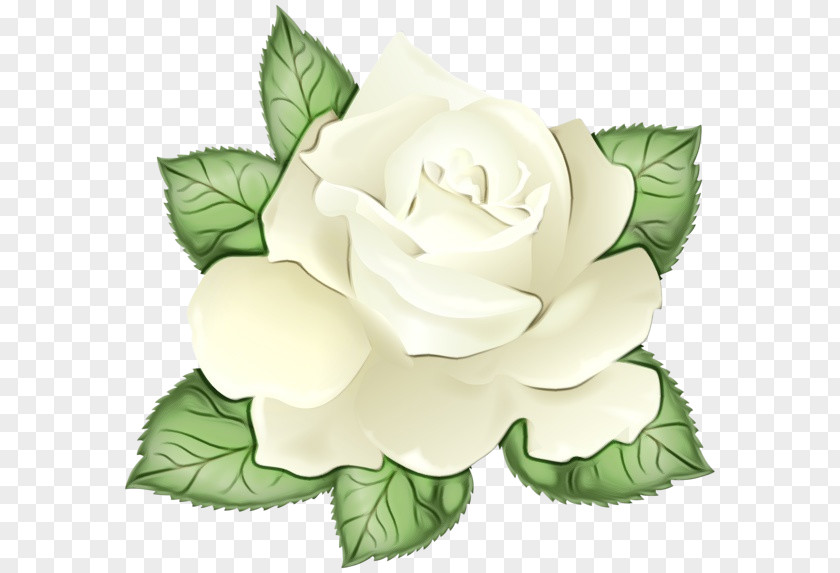 Hybrid Tea Rose Order Watercolor Flower Background PNG