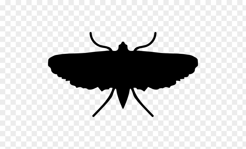 Insect Moth Butterfly Clip Art PNG