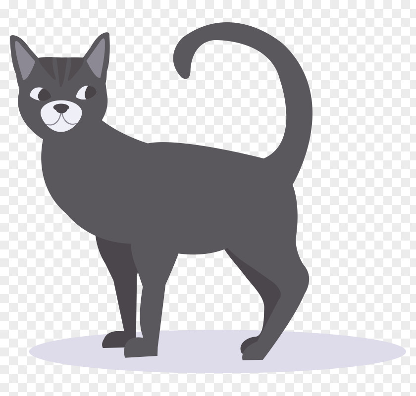 Kitten Whiskers Korat Black Cat Domestic Short-haired PNG