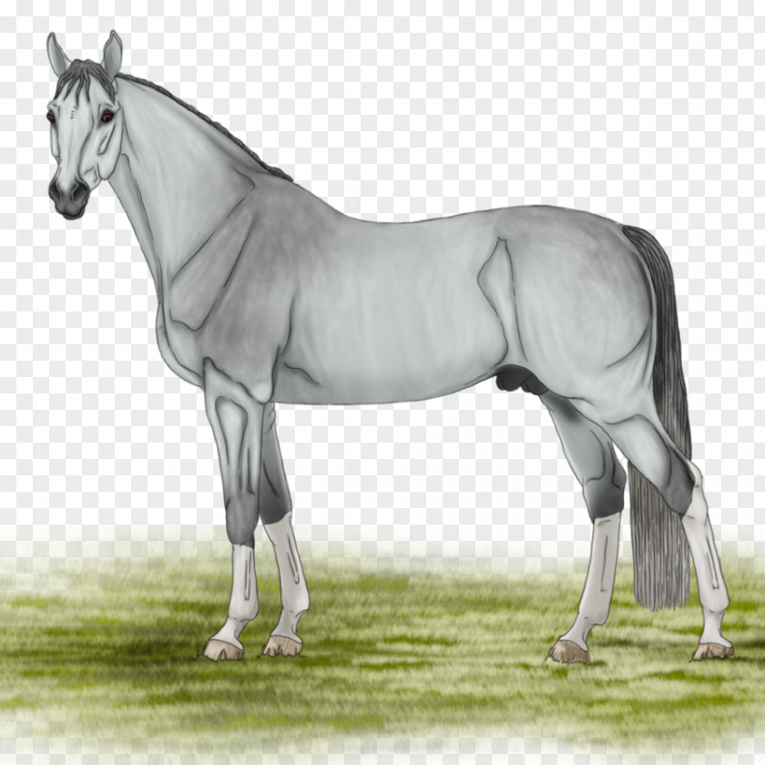 Mustang Stallion Mare Foal Bridle PNG