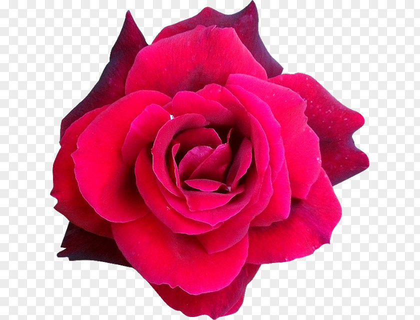Rose Fleur Cabbage Garden Roses Hybrid Tea Floribunda Helleborus Niger PNG