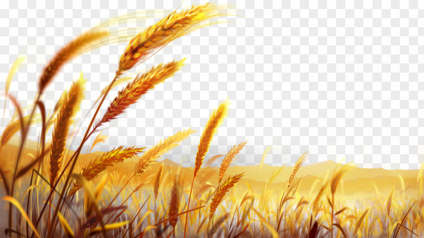 Beautiful Golden Wheat Field Dough Wallpaper PNG