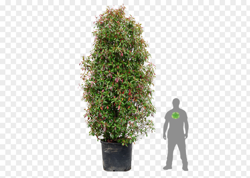 Boxwood Bonsai Red Tip Photinia Broad-leaved Tree Shrub Plants PNG