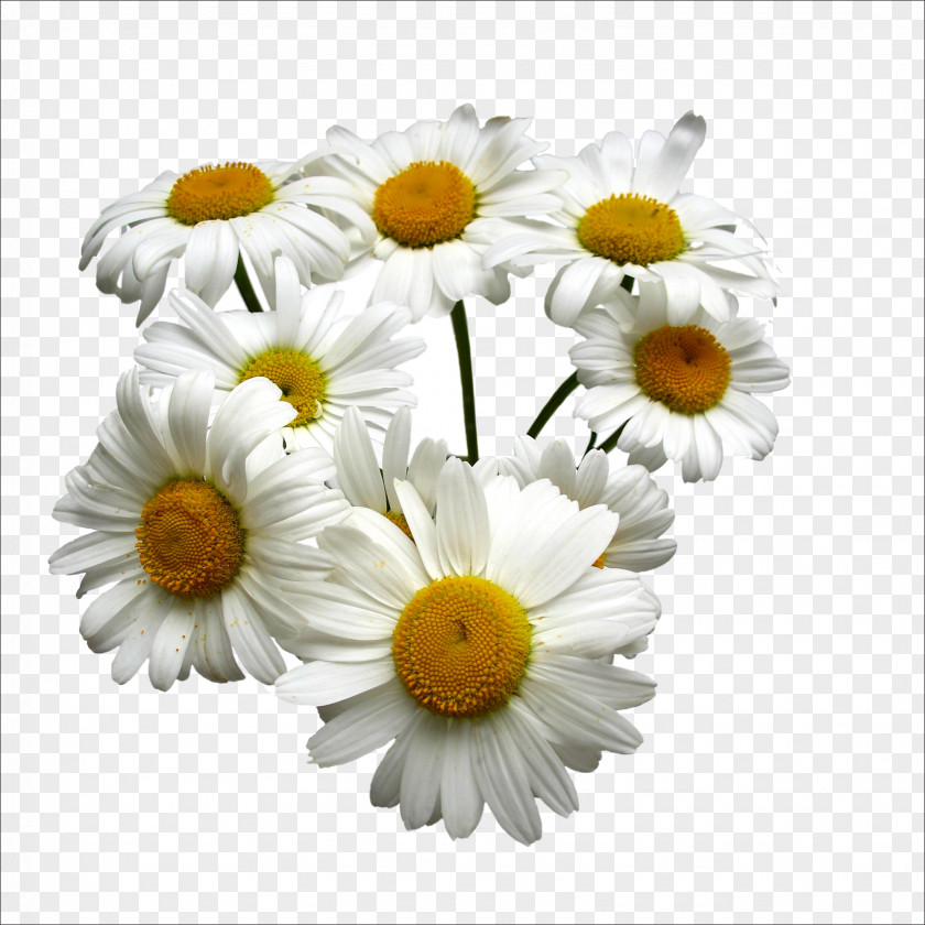Chrysanthemum Vitamin A Beeswax Essential Oil Skin Antioxidant PNG