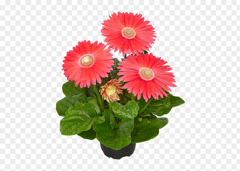 Flower Cut Flowers Transvaal Daisy Gala Bingo Floristry PNG