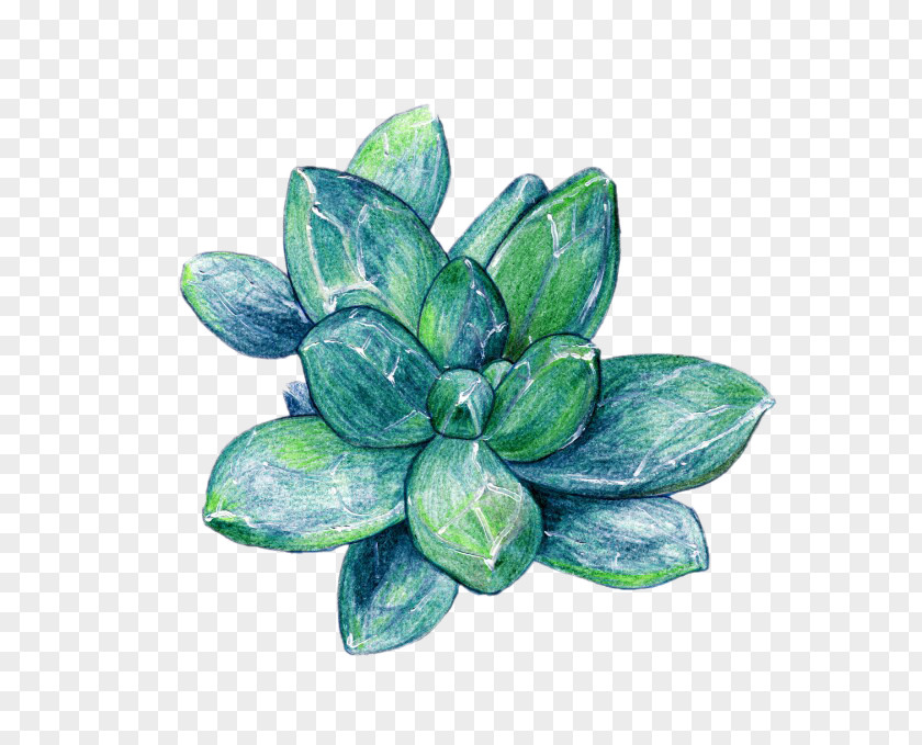 Hand-painted Star Fleshy Beauty Picture Material Succulent Plant Raster Graphics PNG