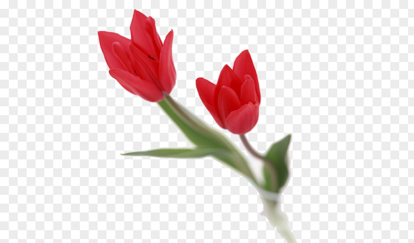 Red Tulips Supplications U062du062fu064au062b U0627u0644u0635u0628u0627u062d U0648u0627u0644u0645u0633u0627u0621 Morning Dhikr PNG