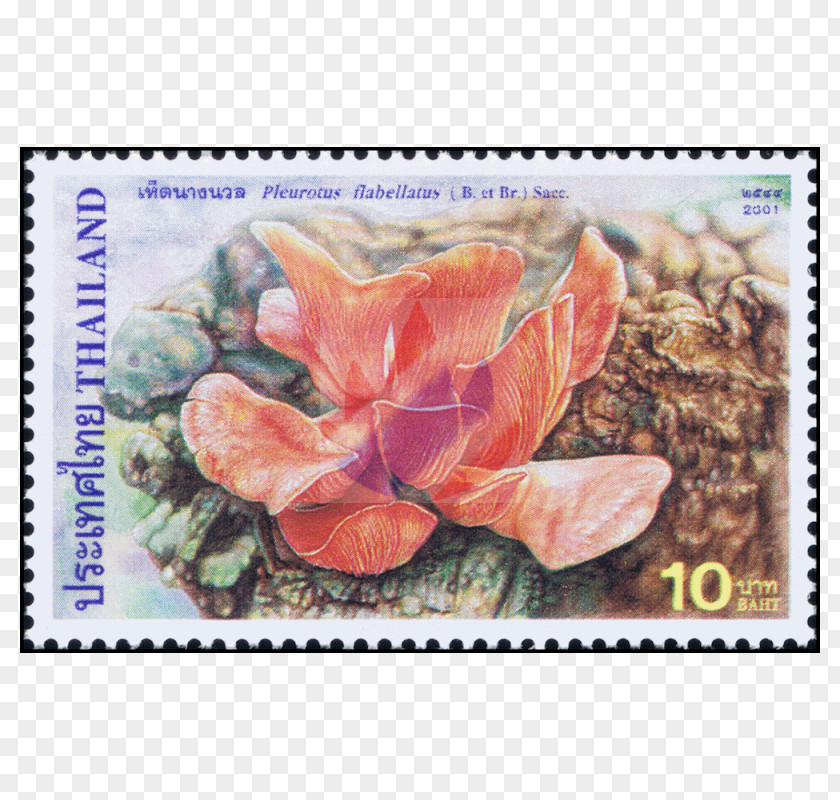 Schizophyllum Commune Postage Stamps Flowering Plant Mail PNG
