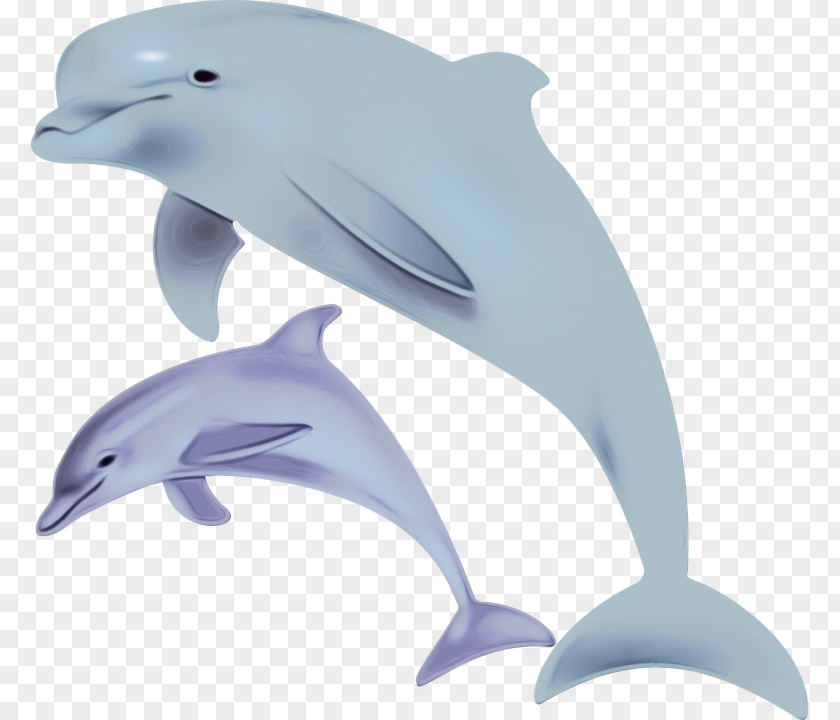 Striped Dolphin Porpoise Cartoon PNG