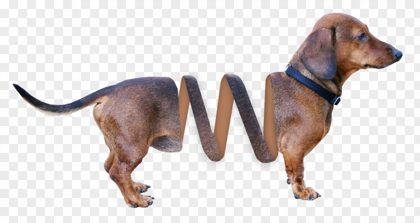 Toy Dachshund Slinky Dog Image File Formats PNG