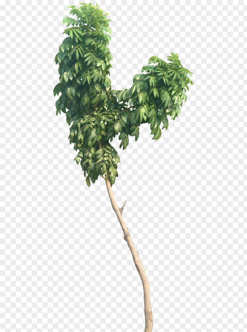 Tree Swietenia Macrophylla Mahagoni Mahogany Leaf PNG