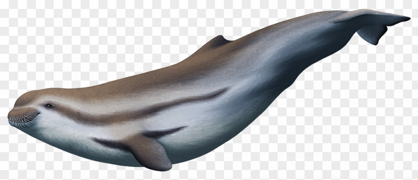 Tucuxi Porpoise Inermorostrum Xenops Cetacea PNG