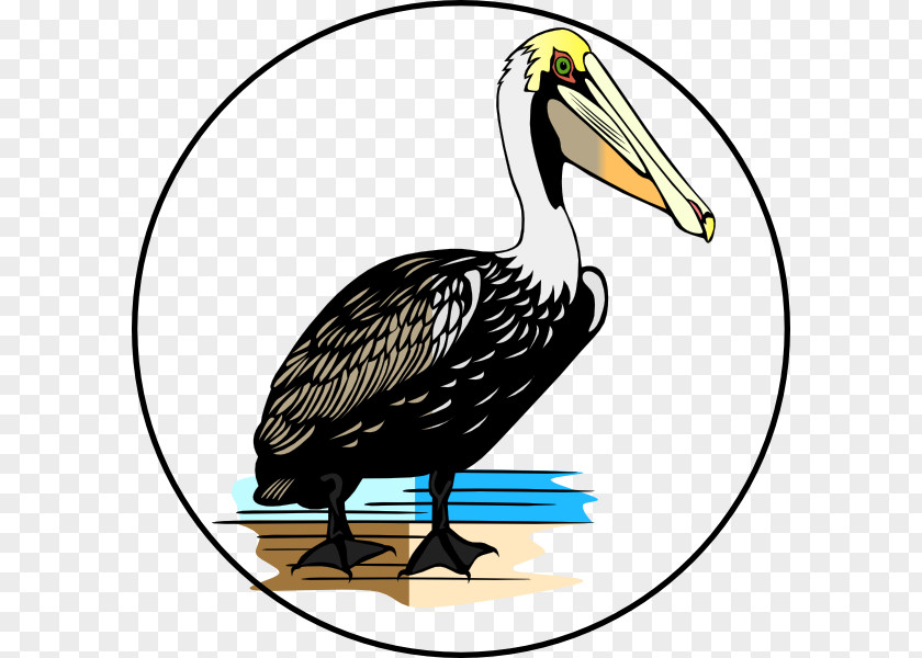 Bird American White Pelican Clip Art PNG