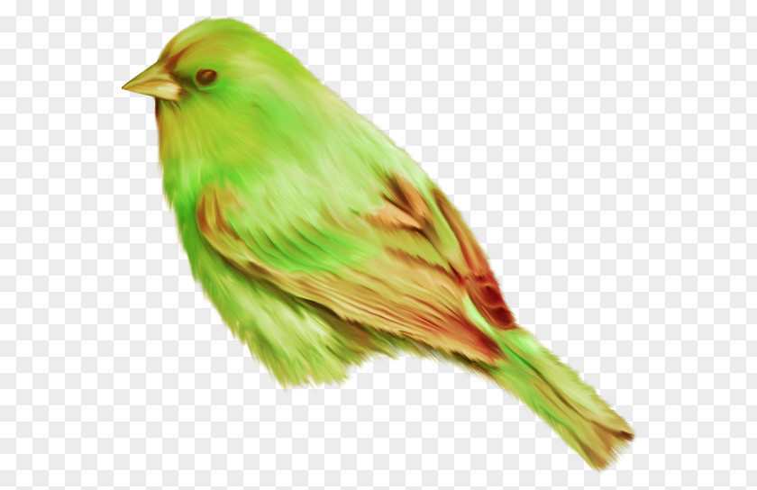 Bird Image File Formats Clip Art PNG