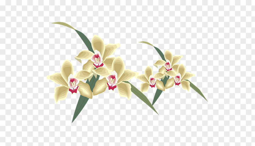 Cattleya Moth Orchid Flowers Background PNG