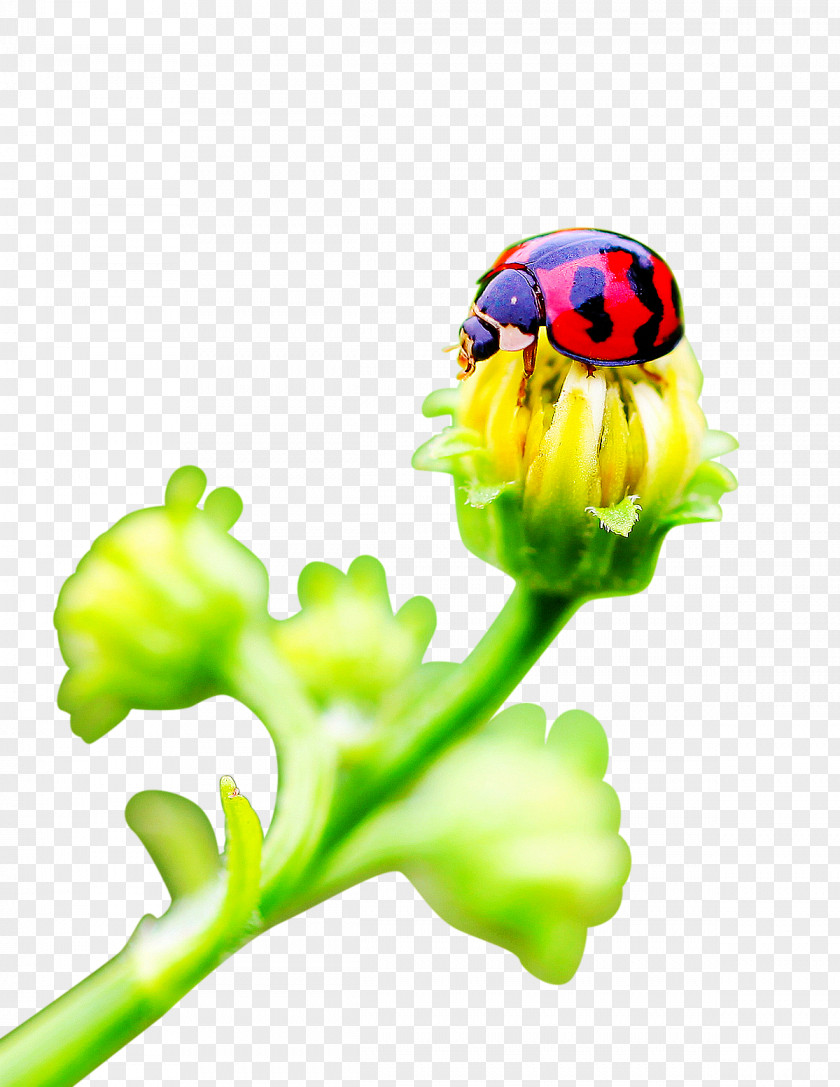 Ladybug On Flowers Ladybird Flower Insect PNG