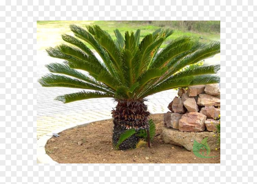Plant Sago Palm Cycad Arecaceae Garden PNG