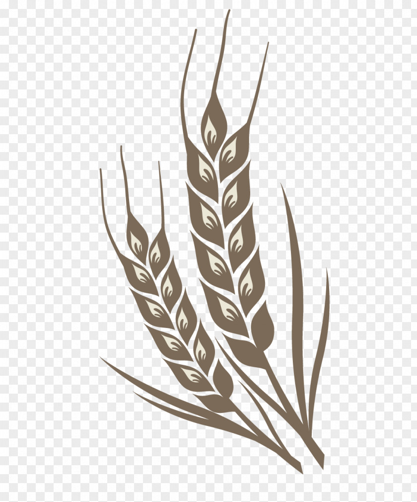 Wheat Color Design Vector Material Rice Crop PNG