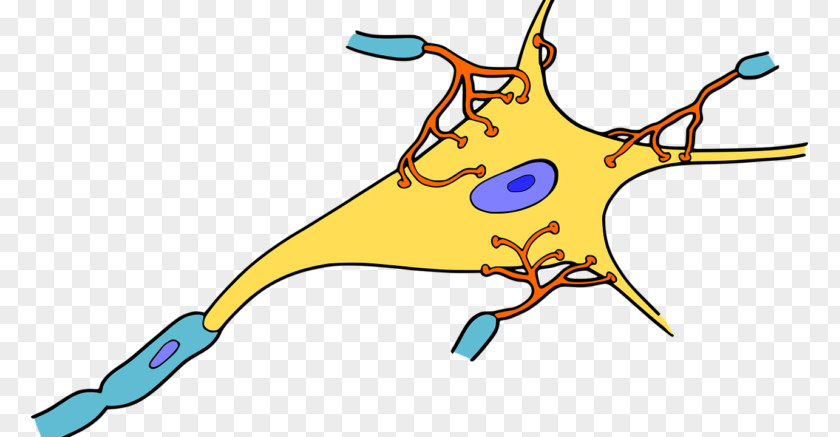 Brain Neuron Nervous System Tissue Synapse PNG