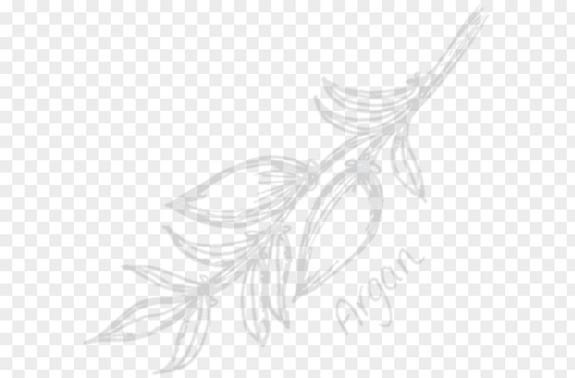 Feather Line Art White Flowering Plant Sketch PNG