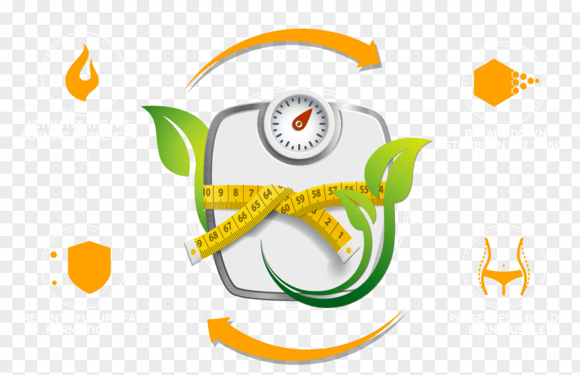 Fitness Program Human Body Weight Loss Measuring Scales Mass Index Fat Percentage PNG