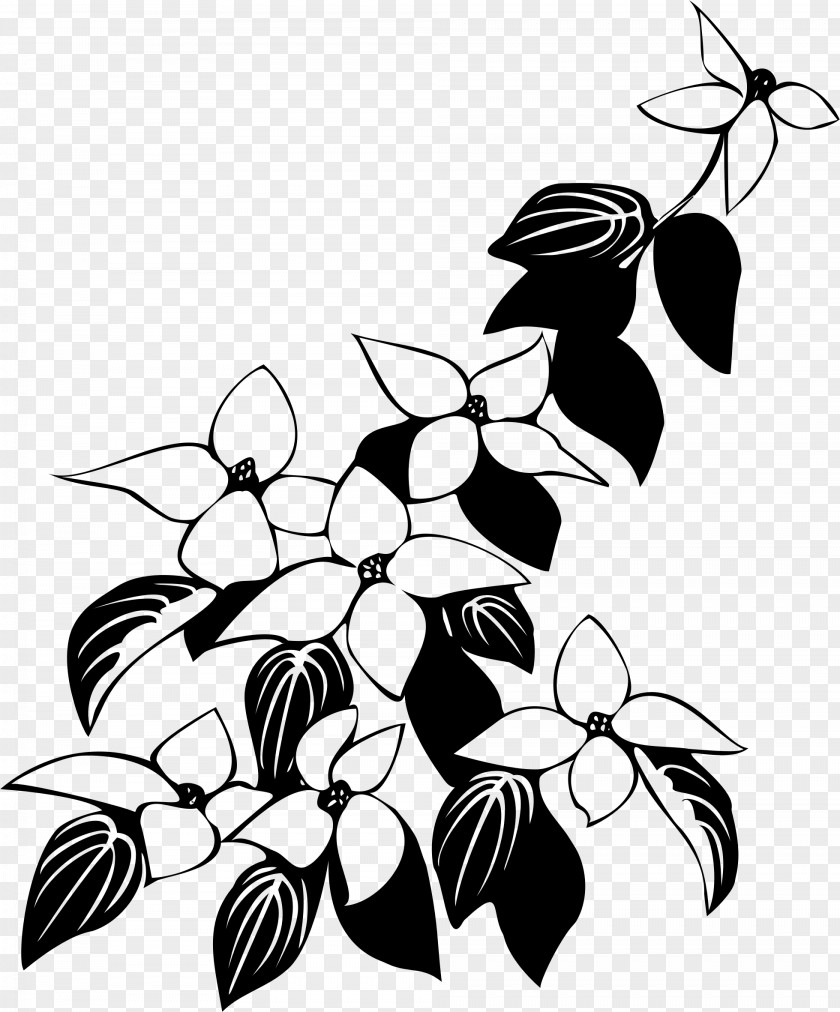 Lace Boarder Flowering Dogwood Kousa Drawing PNG