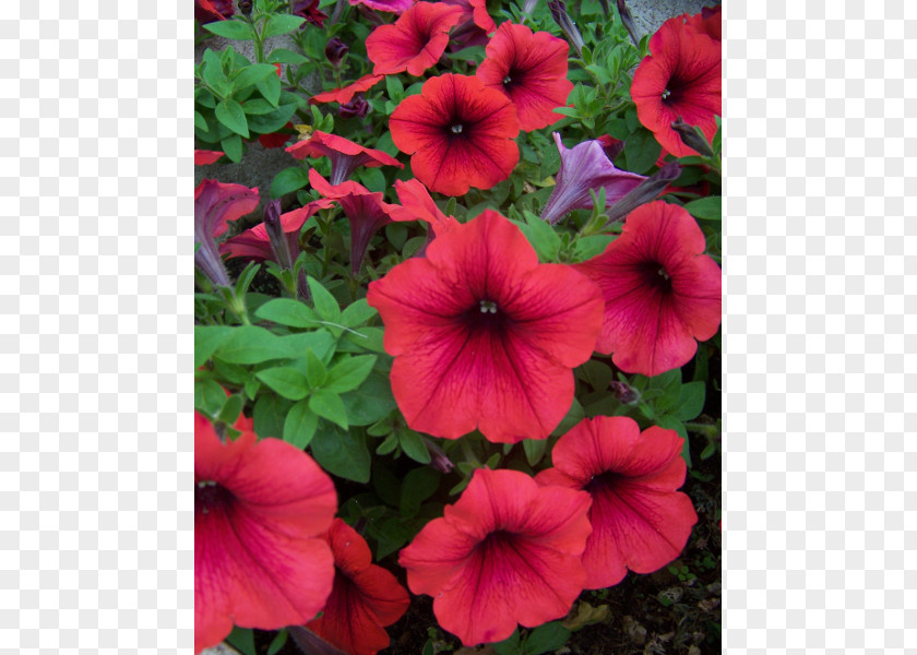 Plant Garden Petunia Annual PNG