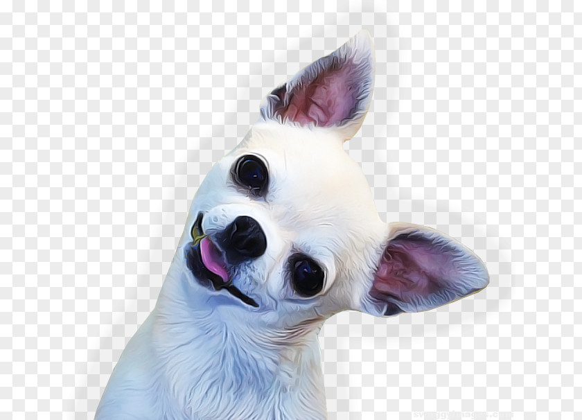 Puppy Chihuahua Bulldog Beagle PNG